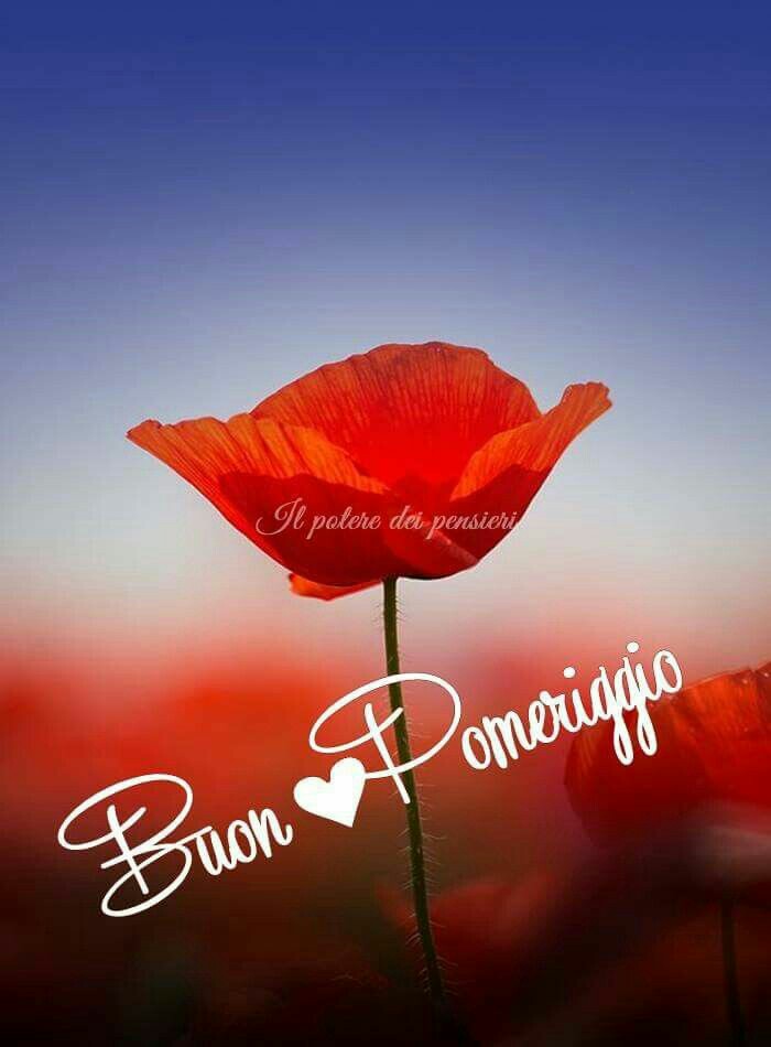 Belle immagini buon pomeriggio con i papaveri