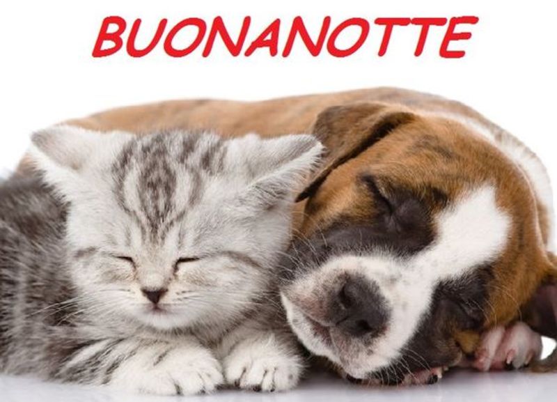 Belle immagini buonanotte 2060