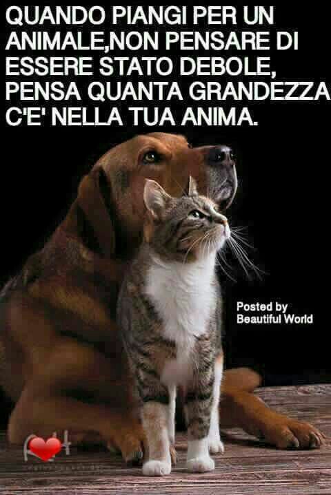 Bellissime frasi sui nostri amici animali