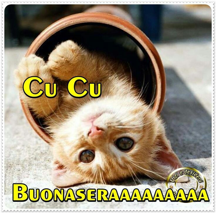 Cu cu Buonaseraaa con tenero gattino immagini belle