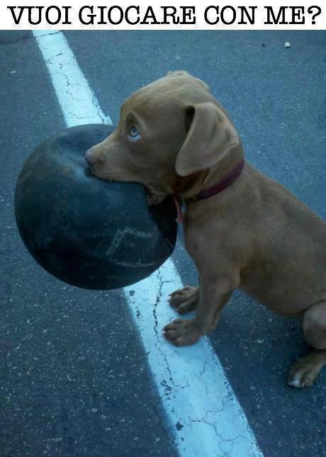 Cucciolo di Labrador vuoi giocare con me immagini di animali teneri