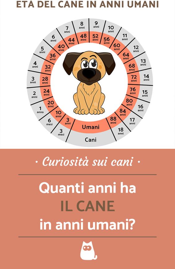 Curiosità quanti hanni ha il cane in anni umani