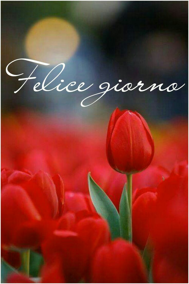 Felice Giorno con tulipani immagini da condividere