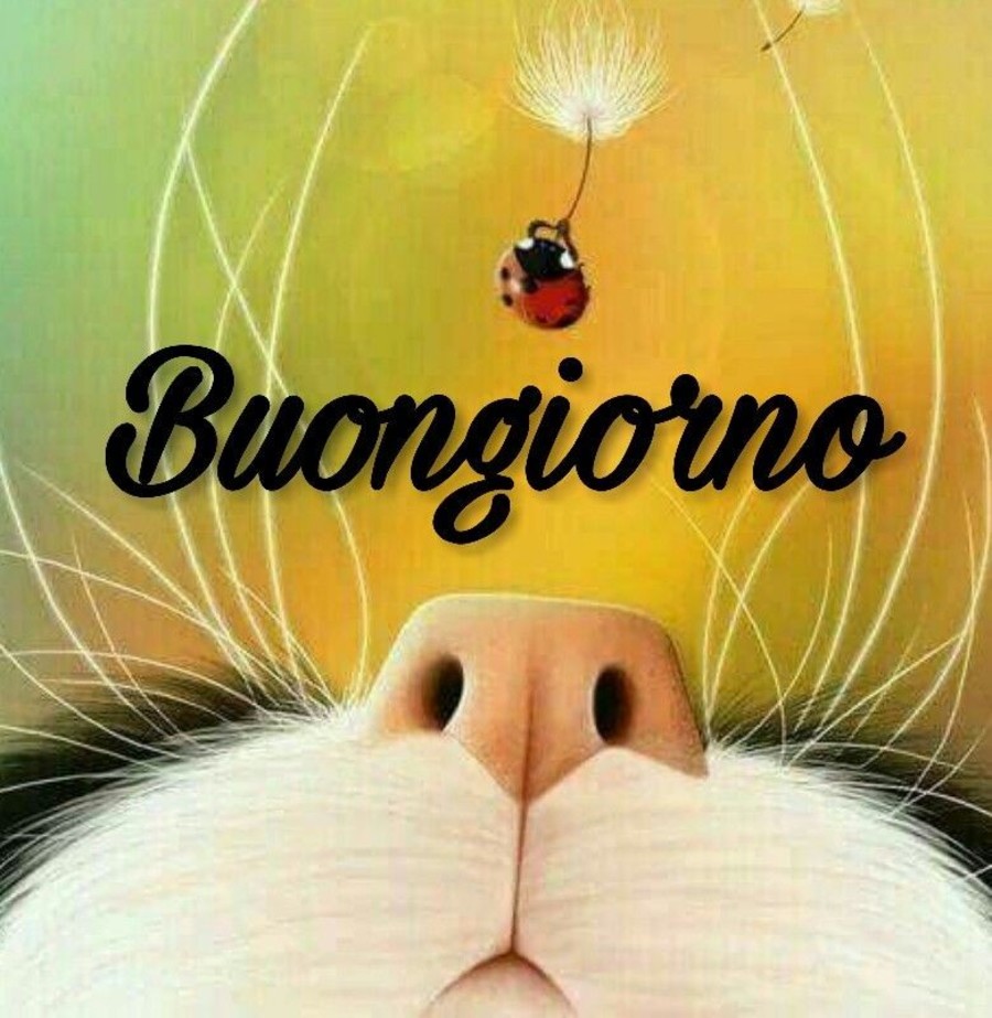 Frasi Buongiorno da ridere 7361