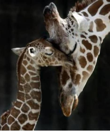 Giraffe tenere immagini da condividere gratis