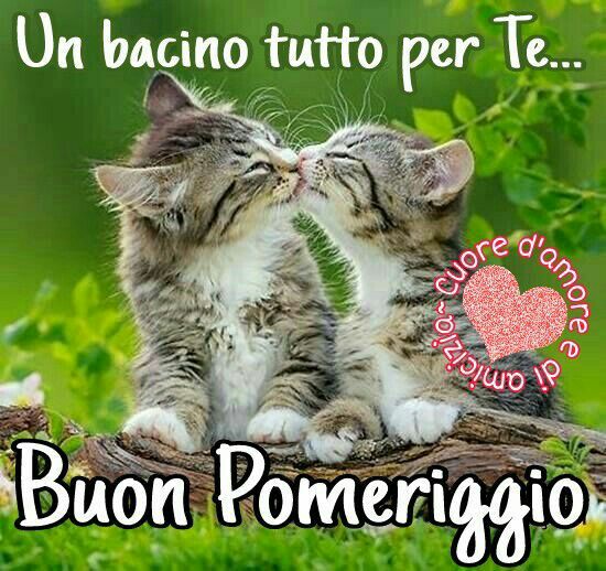 Immagini belle del Buon Pomeriggio con i gatti