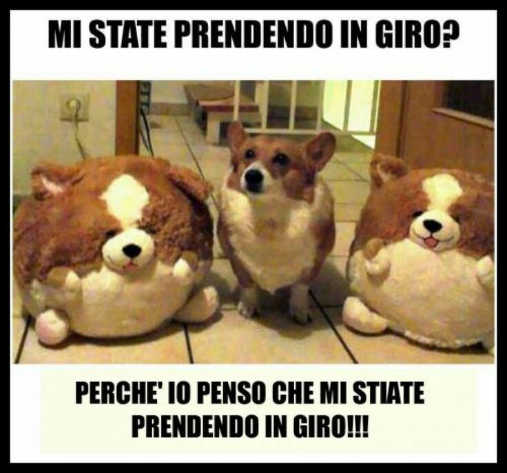 Immagini buffe meme da ridere con i cani