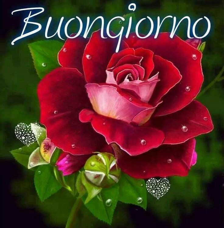 Immagini del buongiorno con i fiori