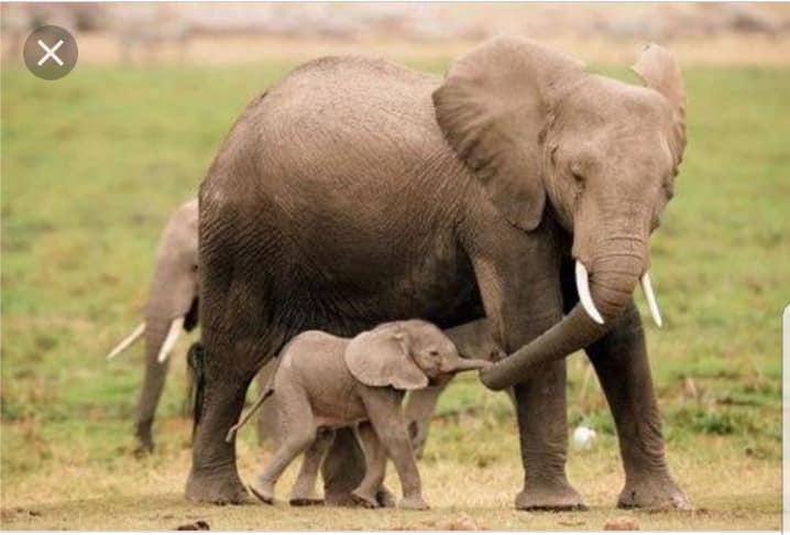 Immagini di animali teneri da mandare alle amiche gli elefantini