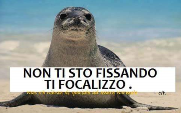 Immagini divertenti con gli animali da condividere