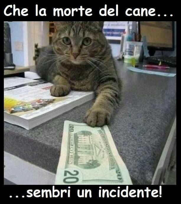 Immagini divertenti meme gatti da scaricare subito