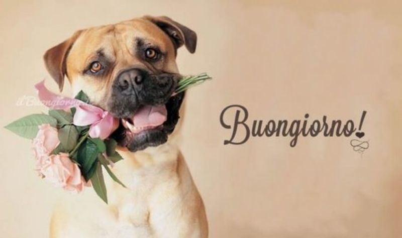 Immagini e Frasi Buongiorno da mandare agli amici 9408