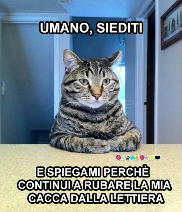 Meme immagini buffe di gatti da condividere gratis