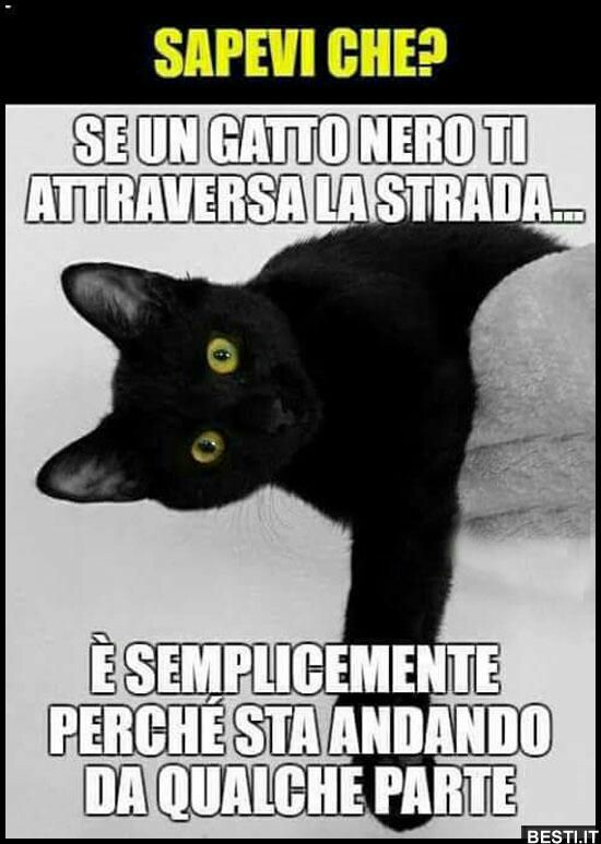 Meme immagini super divertenti con i gatti