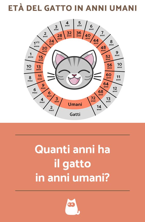 Quanti anni ha il gatto in anni umani immagini incredibili ma vere