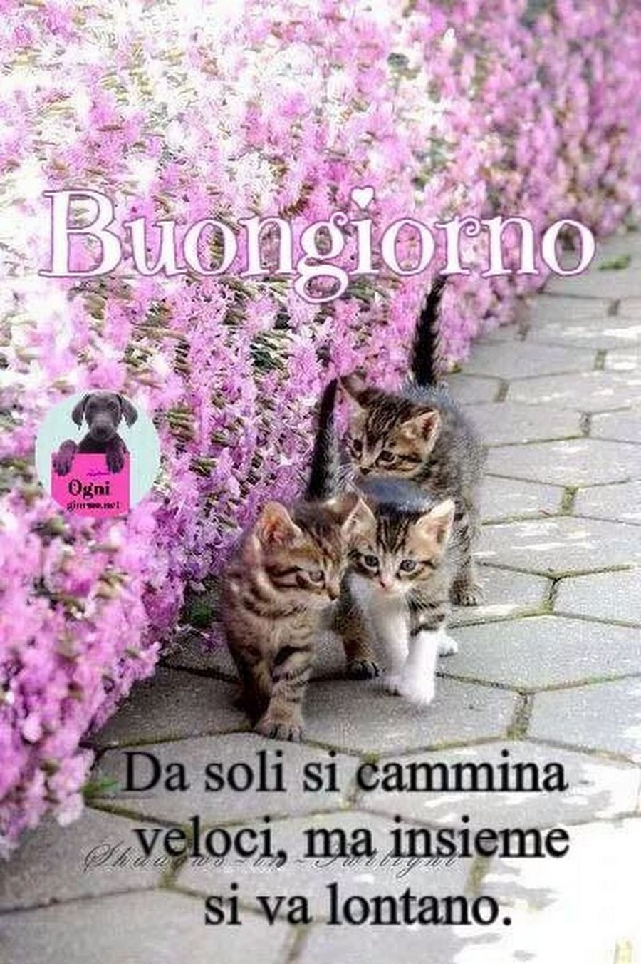 Scarica Immagini Frasi Dolci Buongiorno 638 Bellissimeimmagini It