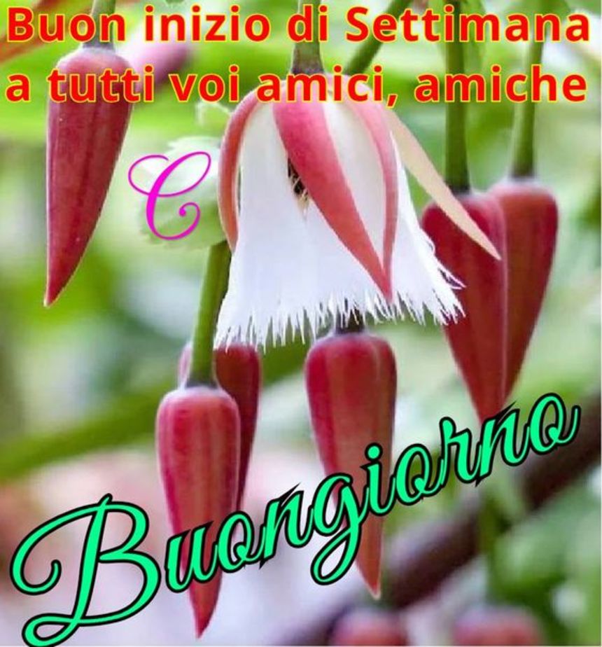 Bellissime immagini Buon Lunedì 2017