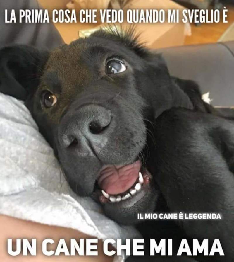 Bellissime immagini sull'amore per i cani