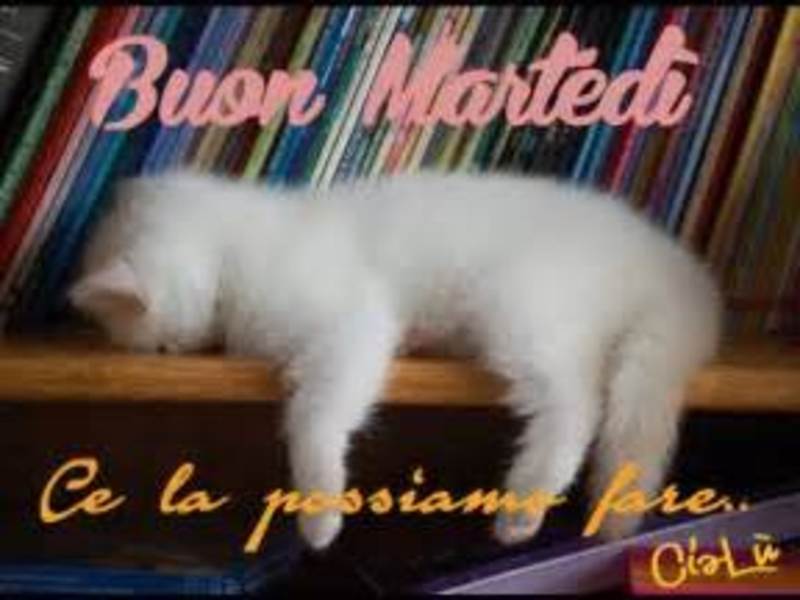 Buon Martedì da inviare alle amiche 3518