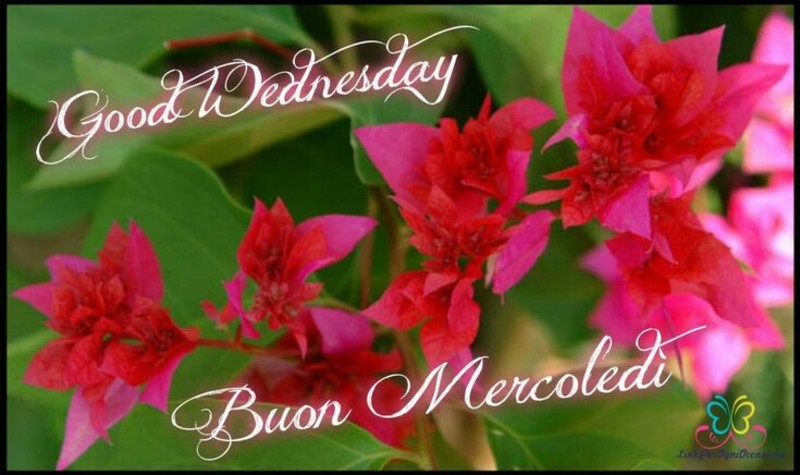 Buon Mercoledì 1264