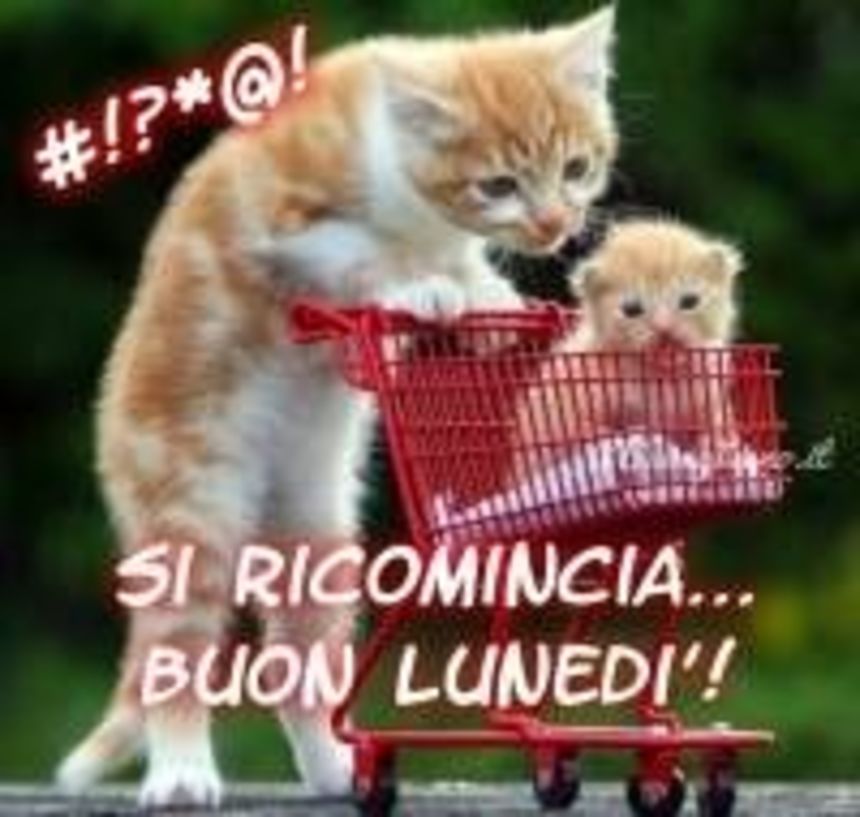 Buongiorno Buon Lunedì con i gatti (3)