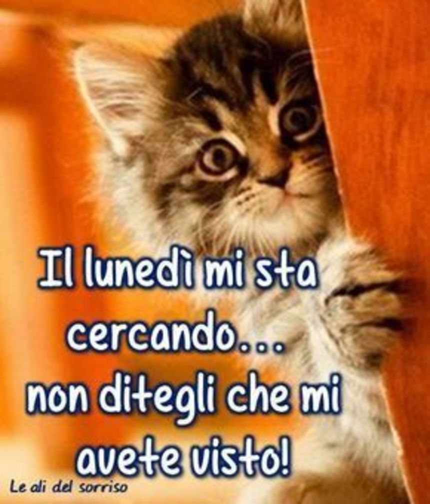 Buongiorno Buon Lunedì con i gatti (5)