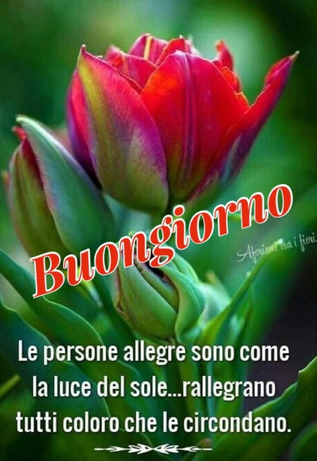 Buongiorno affettuoso 56473