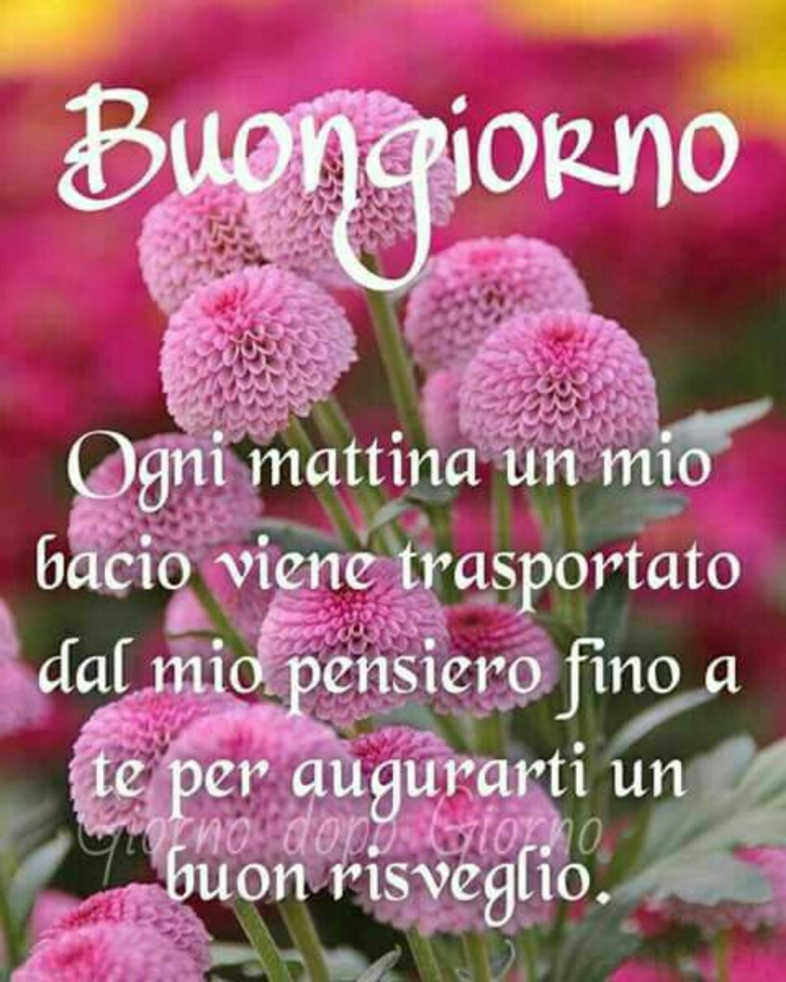 Frasi Buongiorno animali 6934