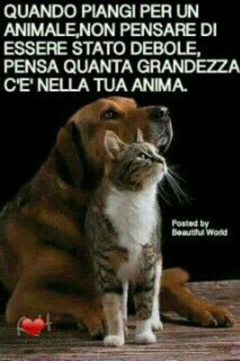 Frasi Belle Sui Cani Bellissimeimmagini It