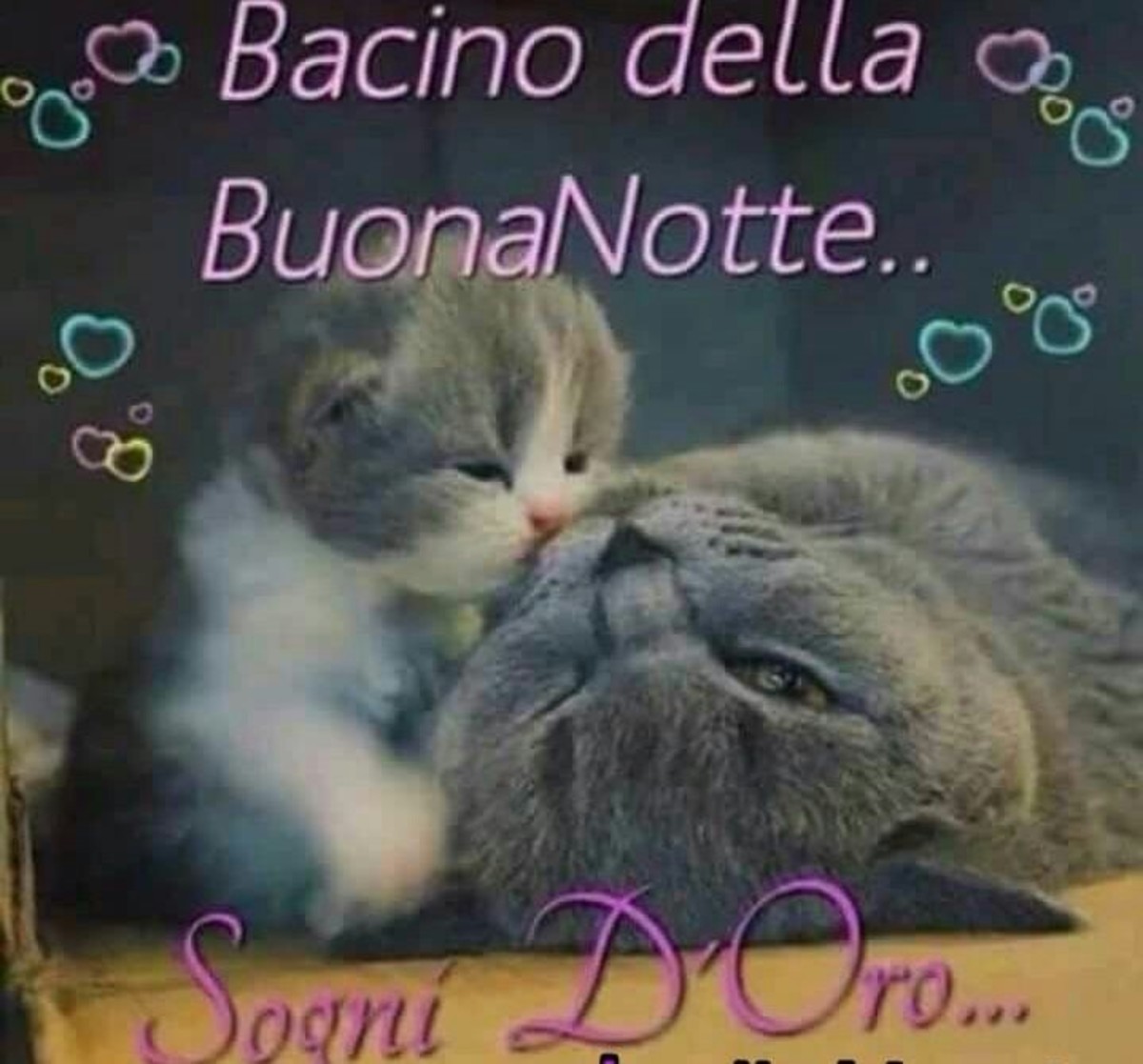 Immagini Buonanotte con i mici