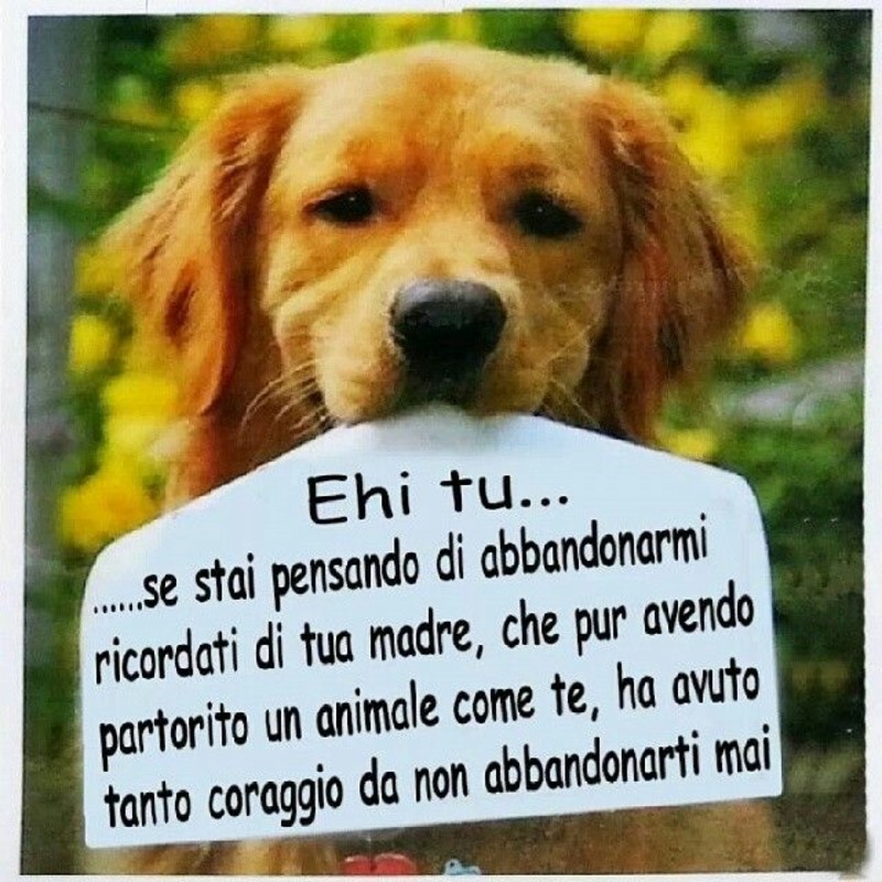 Immagini contro l'abbandono dei cani