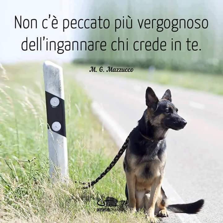 Immagini da condividere contro l'abbandono dei cani