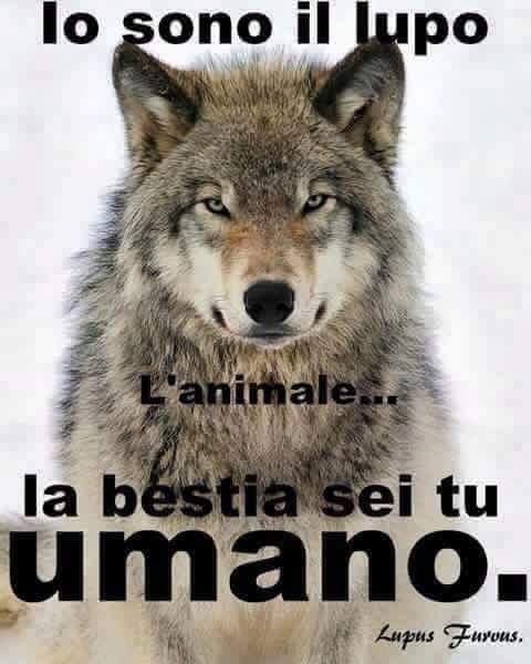 Io sono il lupo l'animale immagini belle sull'Amore per gli animali