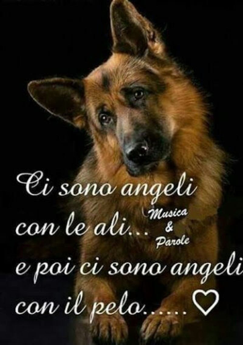 Le più belle frasi sull'amore per i cani