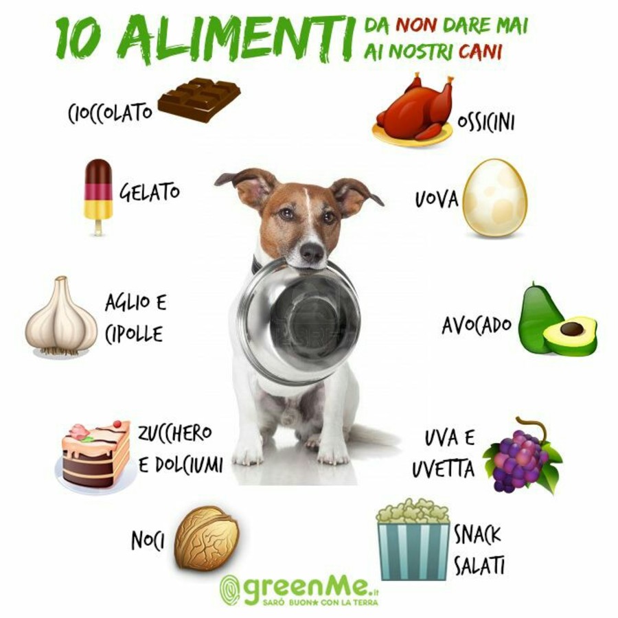 10 alimenti da non dare mai ai nostri cani