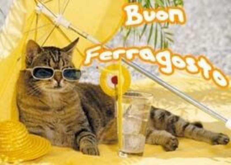 Buon Ferragosto divertente gatto