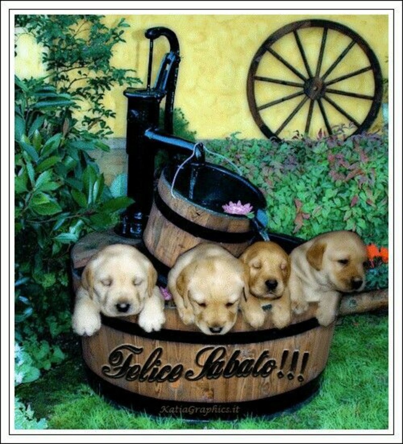 Buon Sabato immagini con i cuccioli di cane (6)