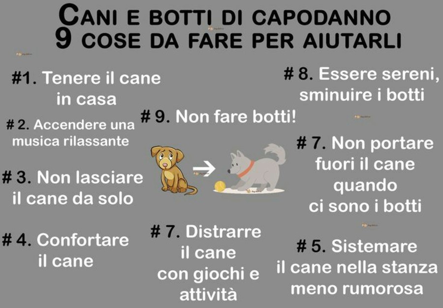 Cani e botte di Capodanno 9 cose da fare per aiutarli