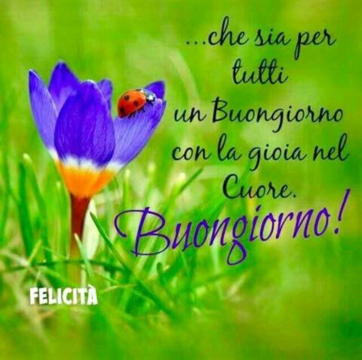 Immagini per Buongiorno con i fiori 8