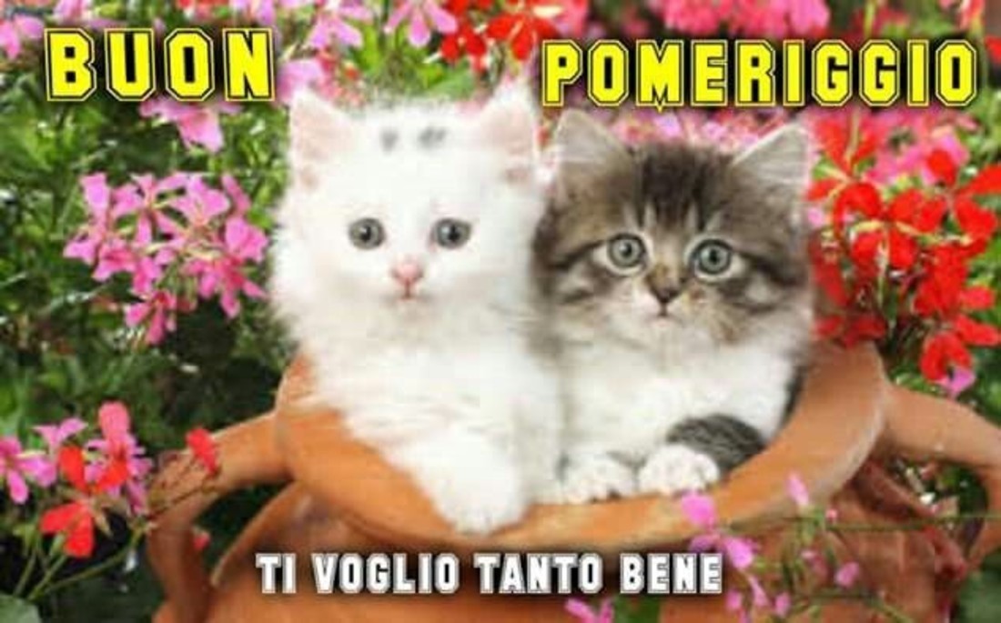 Buon Pomeriggio immagini belle 2072