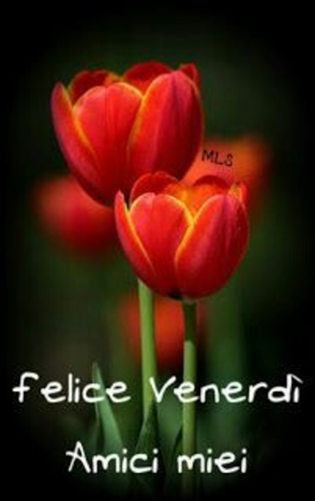 Buon venerdì Pinterest 3543