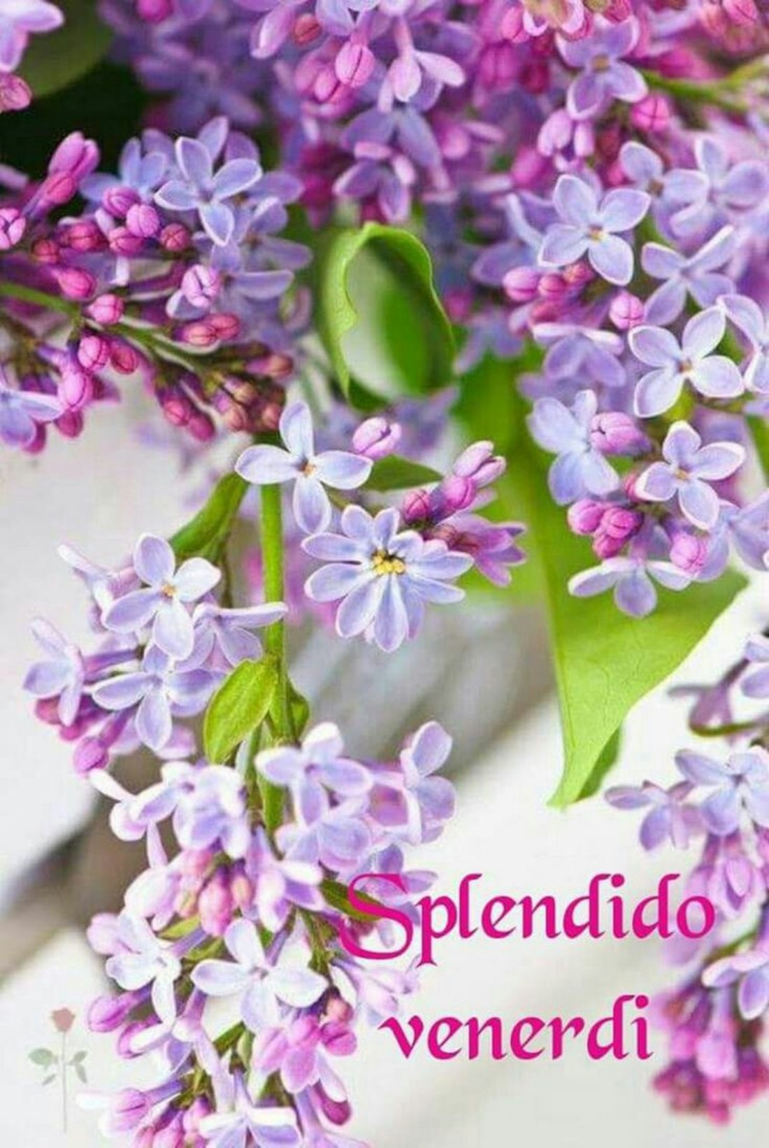 Immagini nuove Buon Venerdì 383