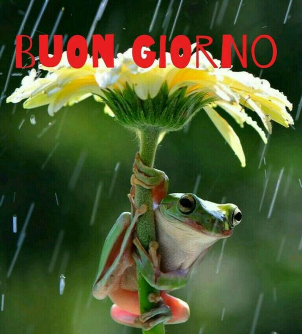 Buongiorno sta piovendo 2429