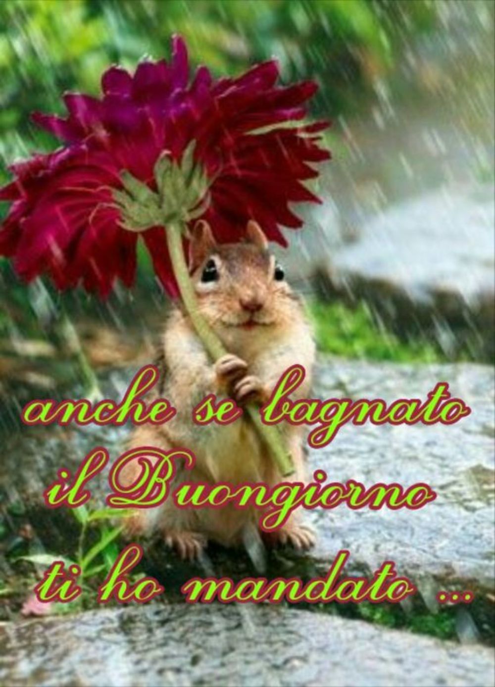 Buongiorno sta piovendo 2675
