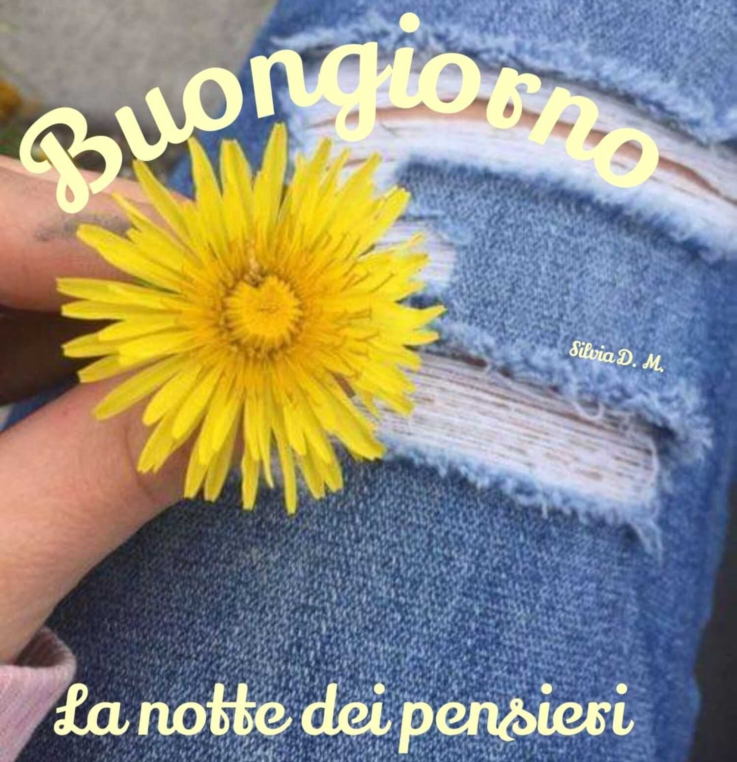 Buongiorno con un fiorellino