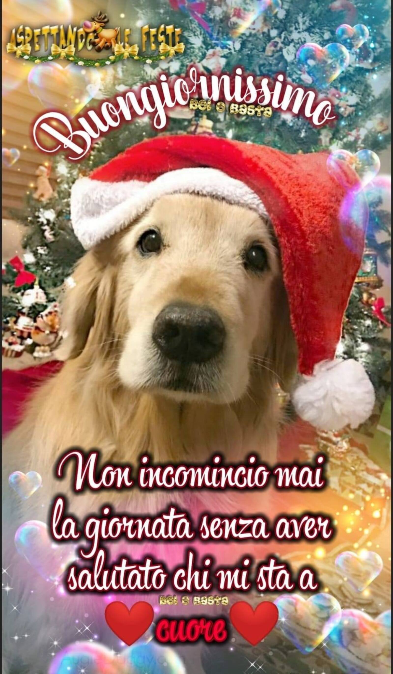 Buongiornissimo cane natalizio