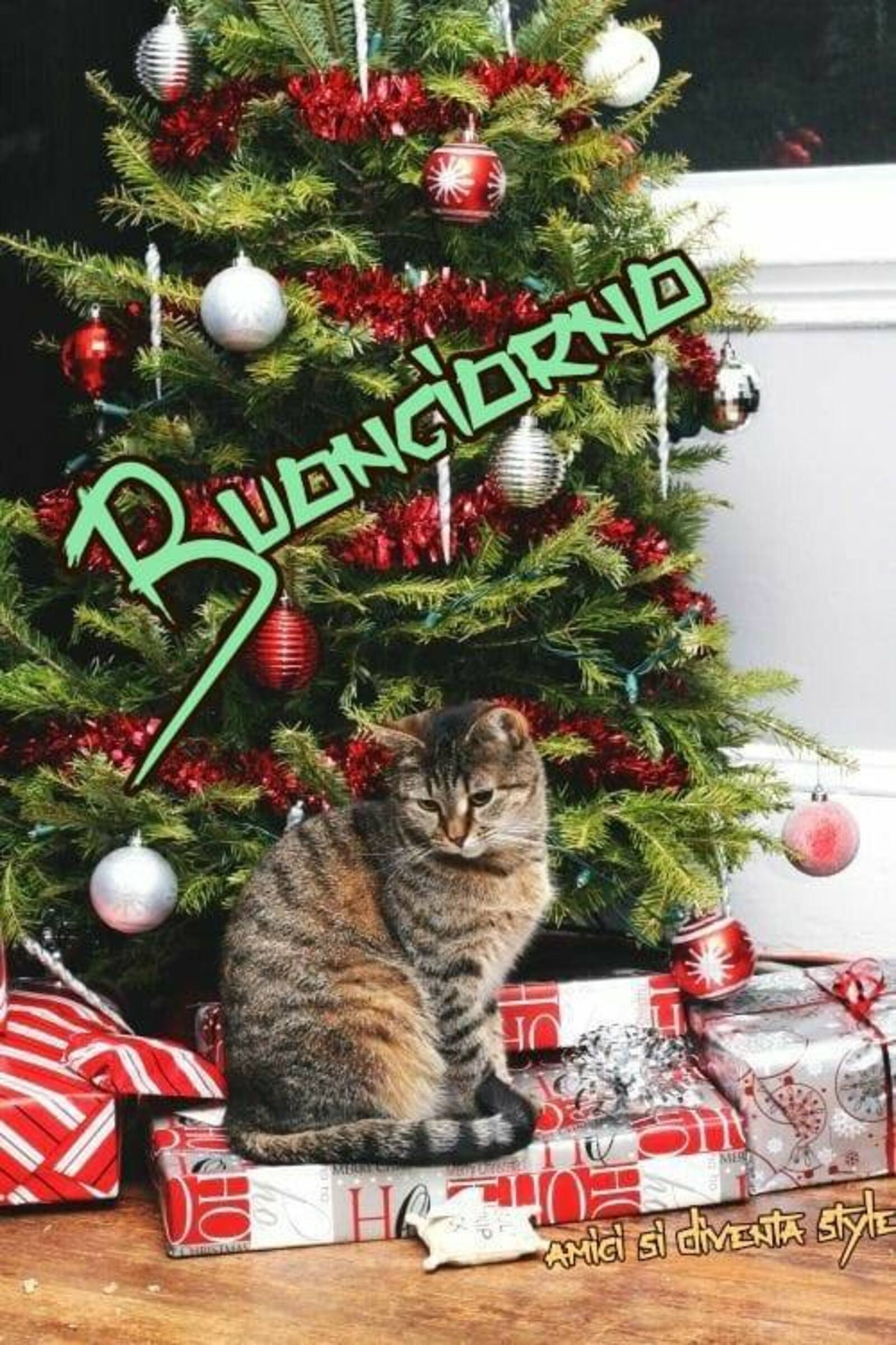 Buongiorno con gatto e albero di Natale
