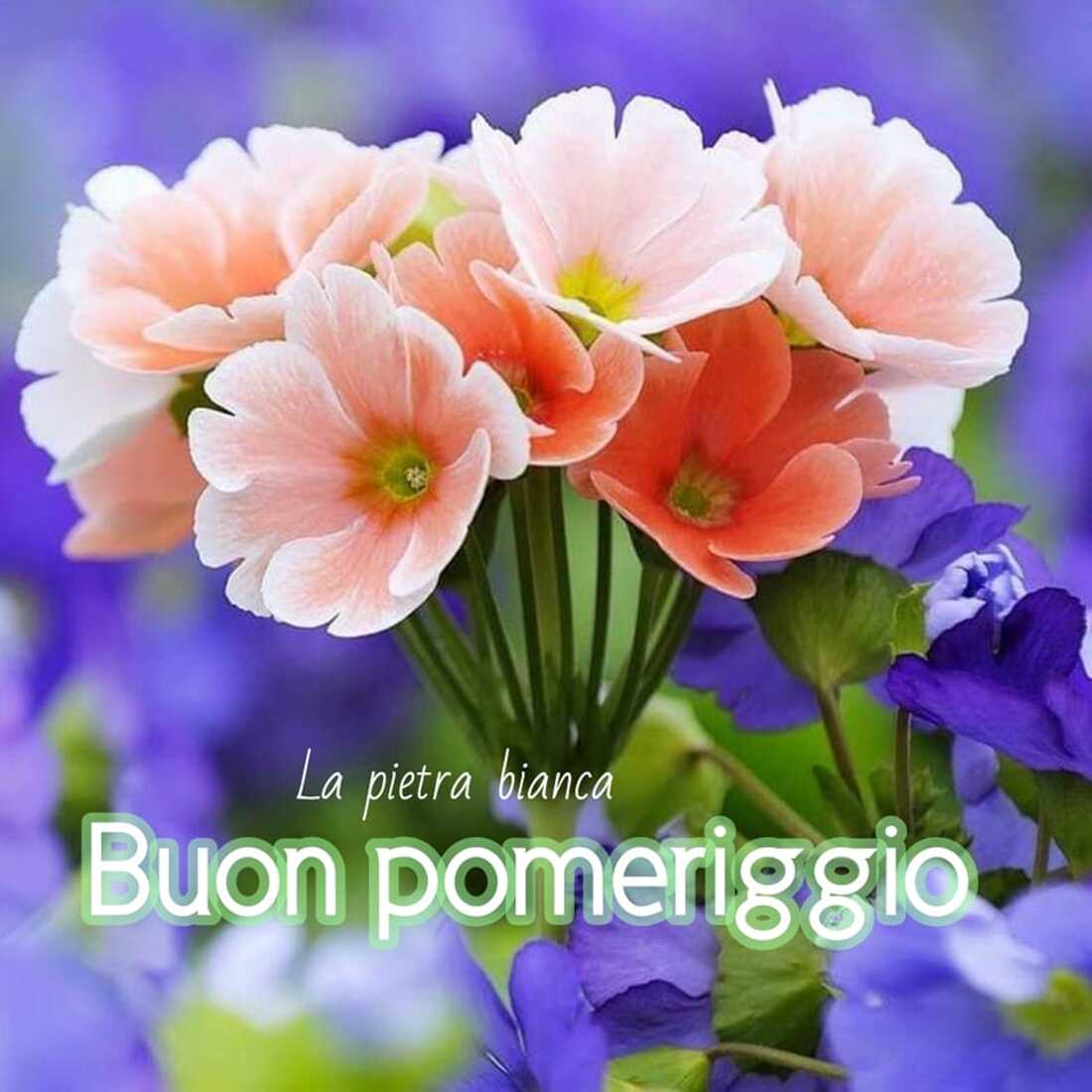 Buon pomeriggio con i fiori di primavera